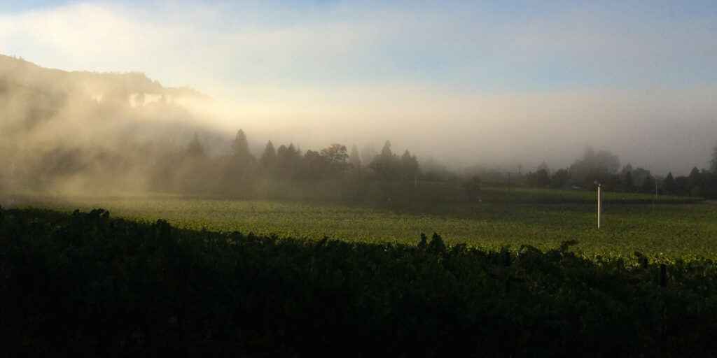 mist over The GRADE Vineyard